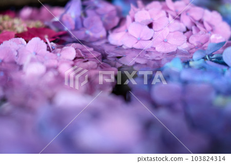 Hydrangea floating in water Hydrangea floating in water 103824314