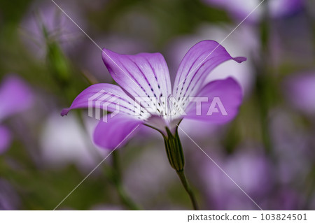 微白農莖 103824501