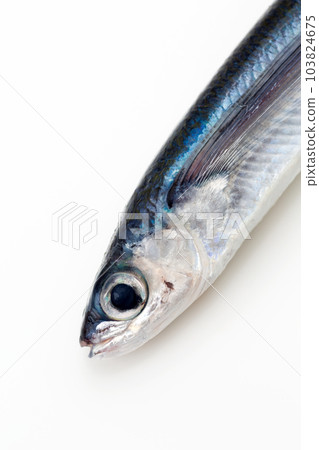 飛魚 飛魚 103824675