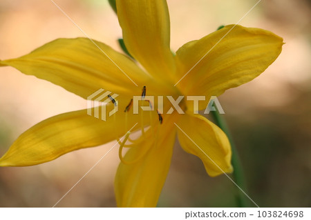 Musashinokisuge blooming in the early summer sun 103824698