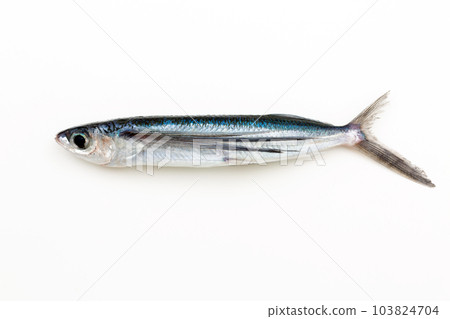 飛魚 103824704