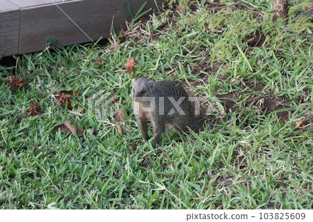 [Zimbabwe] Mongoose 103825609