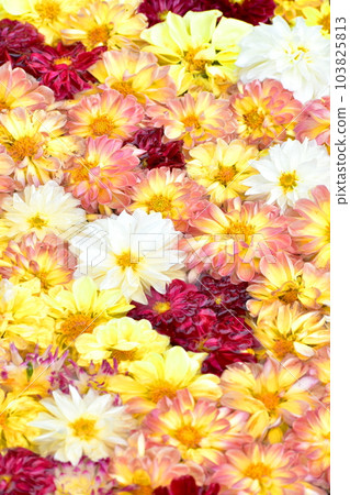 大麗花 日本花園 島根由志園 池泉天竺 牡丹 103825813