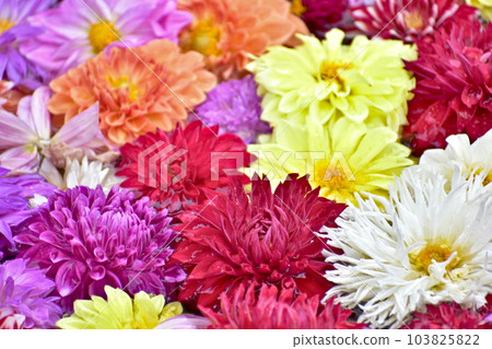 大麗花 日本花園 島根由志園 池泉天竺 牡丹 103825822