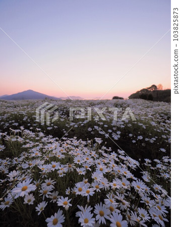 Sunrise view of Flower Park Urashima [Takuma-cho, Mitoyo City, Kagawa Prefecture] 30 103825873