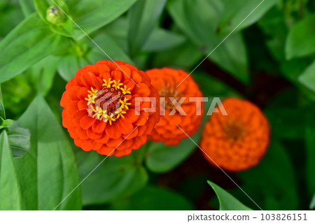 Zinnia Hiroshima Bihoku Kyuryo Park National Bihoku Kyuryo Park Zinnia Hiroshima Bihoku Kyuryo Park National Bihoku Kyuryo Park 103826151