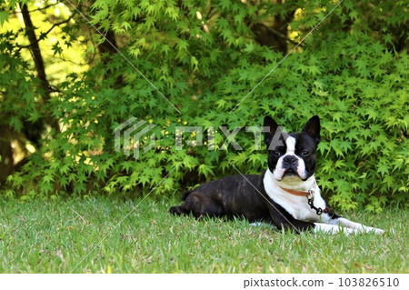 Mighty the Boston Terrier crouching down in front of the fresh greenery and staring cutely♡ 103826510