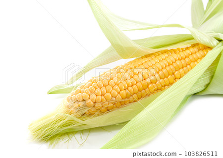 Freshly harvested corn (gold rush) [white background] 103826511