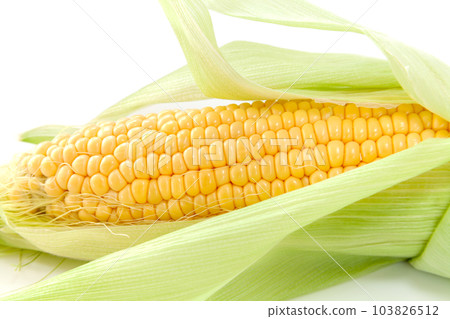 Freshly harvested corn (gold rush) [white background] 103826512