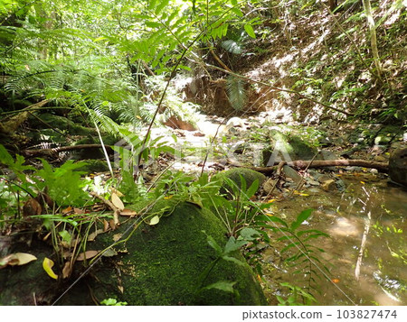 World Heritage Iriomote Island Jungle 103827474