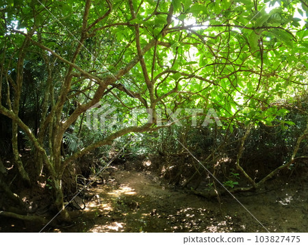 World Heritage Iriomote Island Jungle 103827475