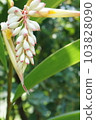 Beautiful and mysterious flower, shell ginger 103828090