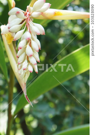 美麗而神秘的花,殼姜 美麗而神秘的花,殼姜 103828090