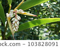Beautiful and mysterious Alpinia purpurata flower 103828091