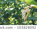 Tropical flower getto 103828092