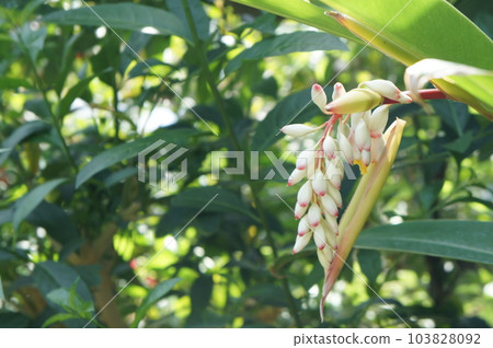 熱帶花卉getto 熱帶花卉getto 103828092