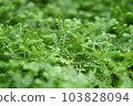 Close-up of fluffy green moss 103828094