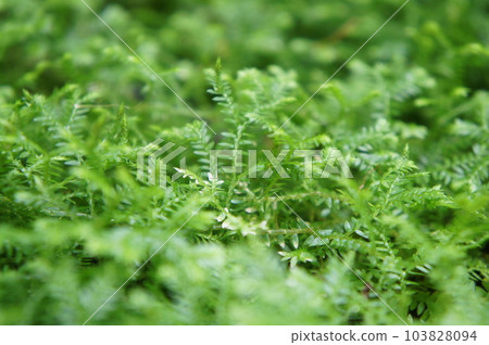 蓬鬆的綠色苔蘚的特寫 蓬鬆的綠色苔蘚的特寫 103828094