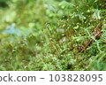 Up moss 103828095