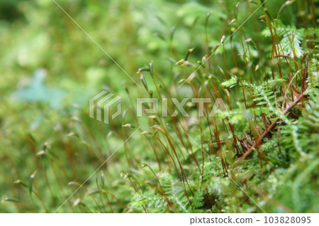 苔蘚 苔蘚 103828095