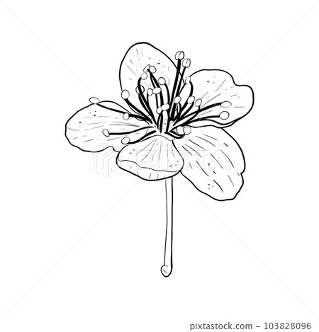 Vector illustration of flower of cherry, sakura, apple, plum, wild cherry plum, bird cherry. Black outline of petals, graphic drawing. For postcard, design and composition, decoration, prints, sticker Vector illustration of flower of cherry, sakura, apple, plum, wild cherry plum, bird cherry. Black outline of petals, graphic drawing. For postcard, design and composition, decoration, prints, sticker 103828096