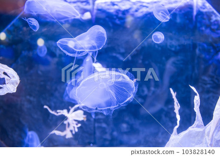 Fluffy jellyfish swimming on blue water of aquarium 103828140