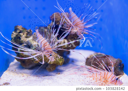 red Lionfish swiming by rock and sand in aquarium 103828142