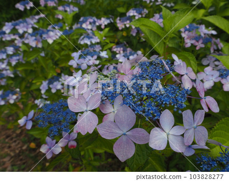  Gaku hydrangea 103828277