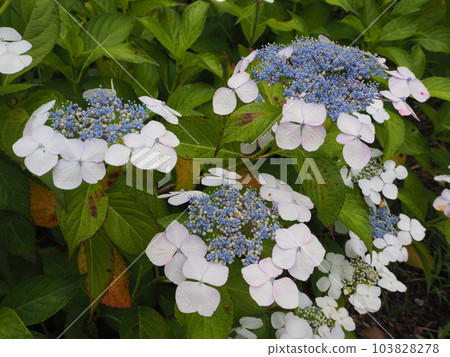 Gaku hydrangea Gaku hydrangea 103828278