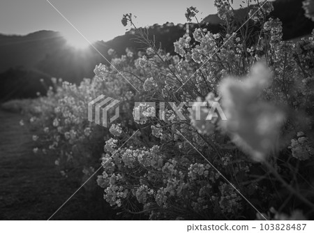 Backlit rapeseed flowers monochrome 103828487