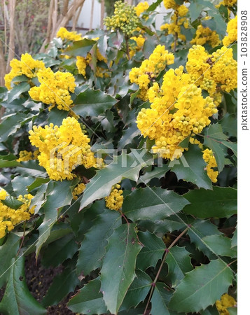 Magonia bush with evergreen leaves and bright yellow flowers, ornamental shrub in the garden 103828908