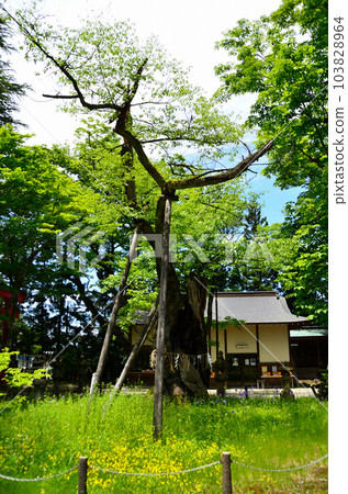 參觀福島縣會津若松市的蠶神社 參觀福島縣會津若松市的蠶神社 103828964