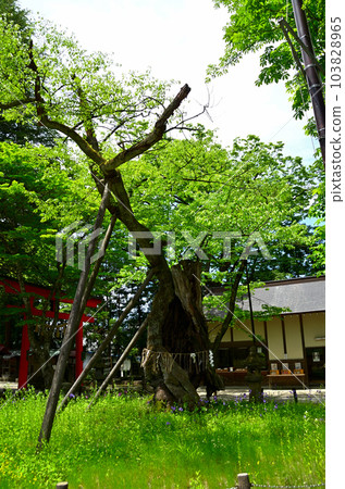 參觀福島縣會津若松市的蠶神社 參觀福島縣會津若松市的蠶神社 103828965