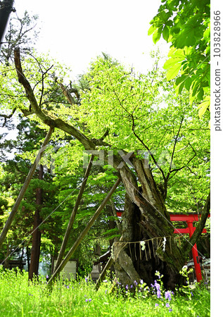參觀福島縣會津若松市的蠶神社 參觀福島縣會津若松市的蠶神社 103828966