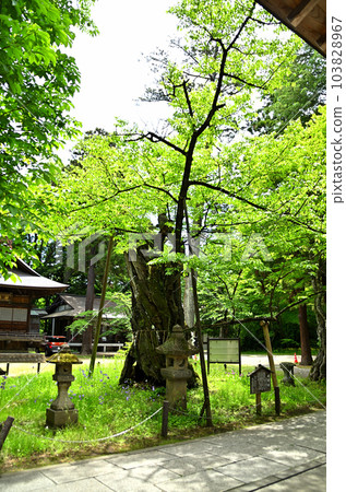 參觀福島縣會津若松市的蠶神社 參觀福島縣會津若松市的蠶神社 103828967