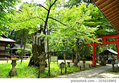 參觀福島縣會津若松市的蠶神社 103828968