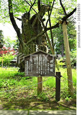 參觀福島縣會津若松市的蠶神社 參觀福島縣會津若松市的蠶神社 103828970