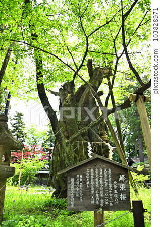 參觀福島縣會津若松市的蠶神社 參觀福島縣會津若松市的蠶神社 103828971