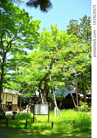 參觀福島縣會津若松市的蠶神社 參觀福島縣會津若松市的蠶神社 103828972