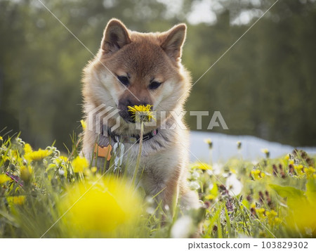 Portrait of cute Shiba Inu small dog puppy. Dogecoin. Red-haired Japanese dog smile portrait Portrait of cute Shiba Inu small dog puppy. Dogecoin. Red-haired Japanese dog smile portrait 103829302