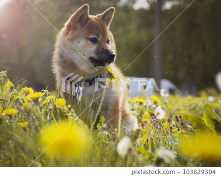 Portrait of cute Shiba Inu small dog puppy. Dogecoin. Red-haired Japanese dog smile portrait Portrait of cute Shiba Inu small dog puppy. Dogecoin. Red-haired Japanese dog smile portrait 103829304