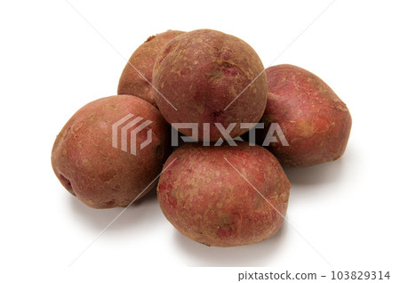 Potato native to South America, Andean red 103829314