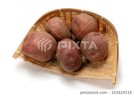 Potato native to South America, Andean red Potato native to South America, Andean red 103829318