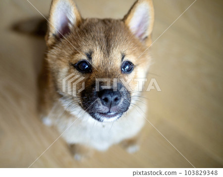Portrait of cute Shiba Inu small dog puppy. Dogecoin. Red-haired Japanese dog smile portrait Portrait of cute Shiba Inu small dog puppy. Dogecoin. Red-haired Japanese dog smile portrait 103829348