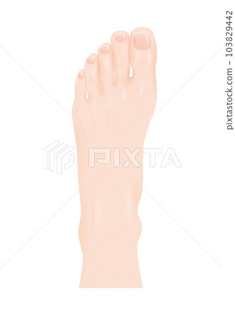 人體部位腳背真腳皮指甲一條腿透明png背景透明 103829442