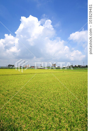 在夏收附近的稻田風景 在夏收附近的稻田風景 103829481