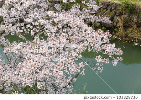 筱山城蹟的櫻花 筱山城蹟的櫻花 103829730