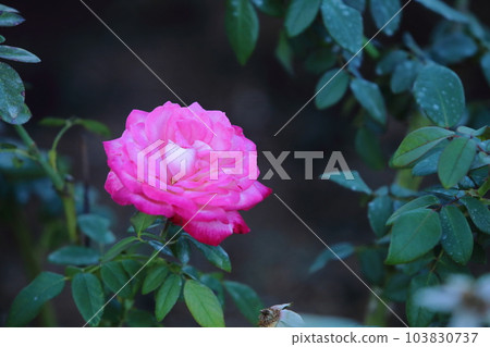 荒尾市少女公民花壇玫瑰花, 荒尾市少女公民花壇玫瑰花, 103830737