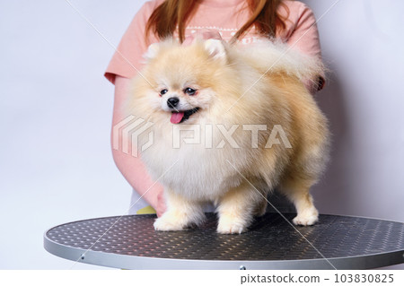 Red-haired Pomeranian spitz dog stands on a grooming table 103830825