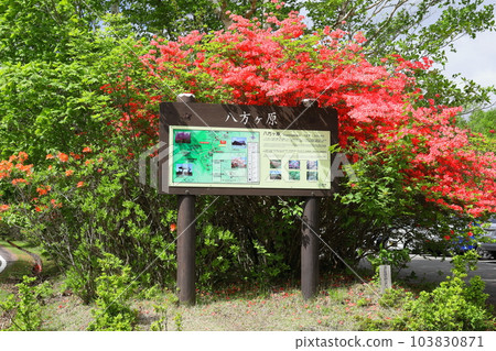 栃木縣矢板市八方原杜鵑花群落 栃木縣矢板市八方原杜鵑花群落 103830871